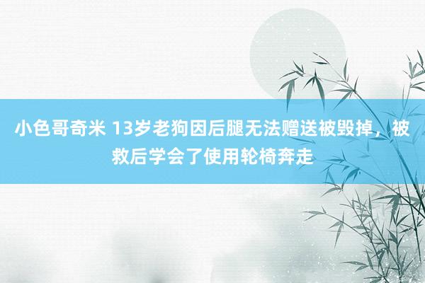 小色哥奇米 13岁老狗因后腿无法赠送被毁掉，被救后学会了使用轮椅奔走